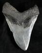 Large Megalodon Tooth - South Carolina #28165-2